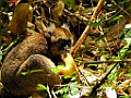 Greater Bamboo Lemur [00983] 24-nov-2016 (Ranomafana National Parc)
