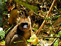 Greater Bamboo Lemur [00984] 24-nov-2016 (Ranomafana National Parc)