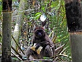 Greater Bamboo Lemur [00991] 24-nov-2016 (Ranomafana National Parc)