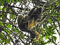 Red-fronted Brown Lemur [00949] 24-nov-2016 (Ranomafana National Parc)