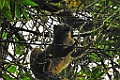 Red-fronted Brown Lemur [00950] 24-nov-2016 (Ranomafana National Parc)