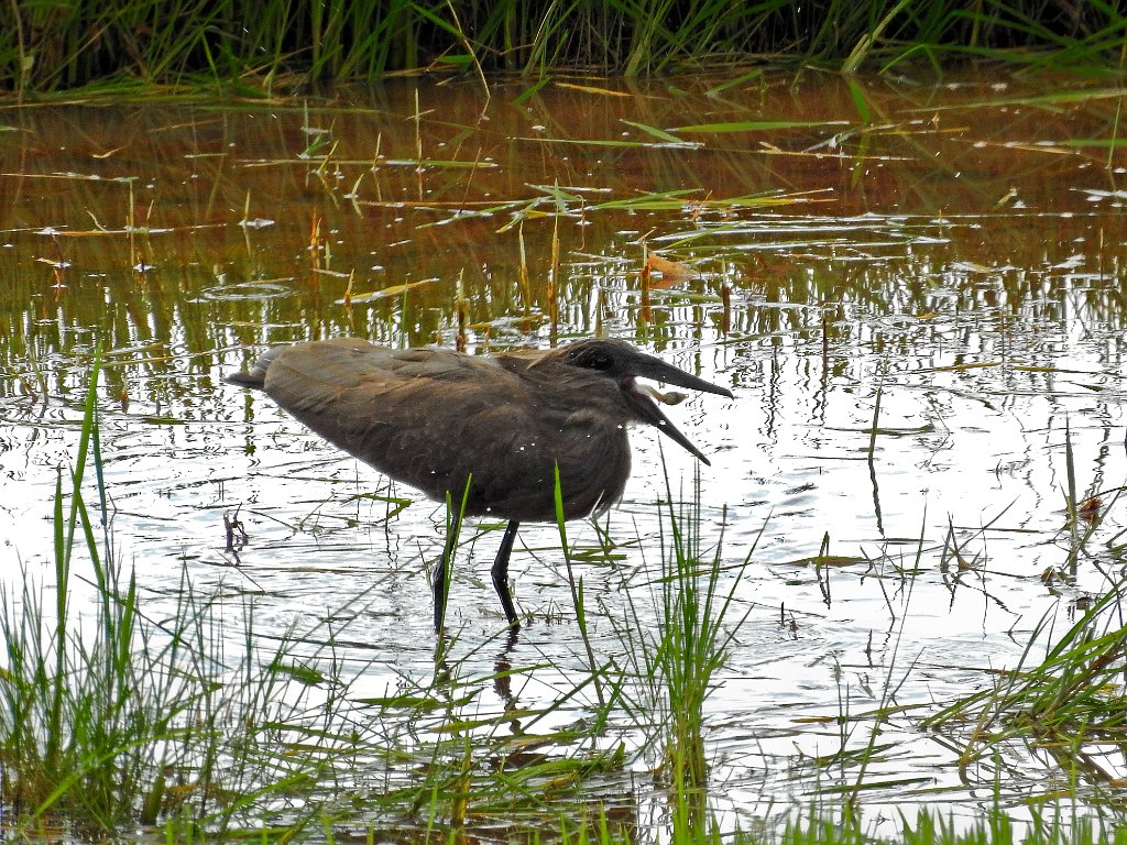 -Hamerkop [01127] 26-nov-2016 (Antsirabe).jpg - Hamerkop [Scopus umbretta]