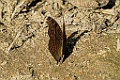 Vlinder [01095] 26-nov-2016 (Ranomafana National Parc)