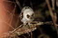 Madagascar Scops Owl [01216] 27-nov-2016 (Analamazoatra Reserve)