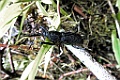 Black Snout-Weevil [01265] 28-nov-2016 (Foret d`Iaroka, Perinet)