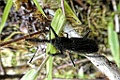 Black Snout-Weevil [01267] 28-nov-2016 (Foret d`Iaroka, Perinet)