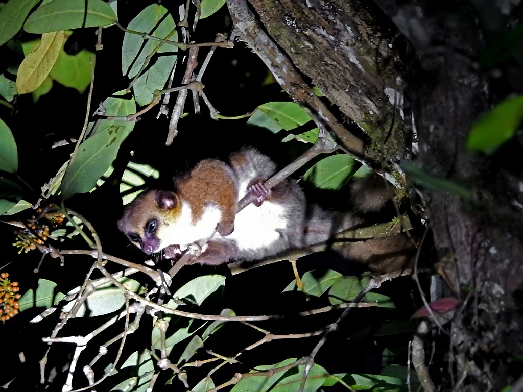 Crossley`s Dwarf Lemur [01350] 29-nov-2016 (Analamazoatra Reserve, Perinet).jpg - Crossley`s Dwarf Lemur [Cheirogaleus crossleyi ]