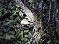 Crossley`s Dwarf Lemur [01348] 29-nov-2016 (Analamazoatra Reserve, Perinet)