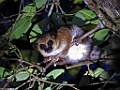Crossley`s Dwarf Lemur [01349] 29-nov-2016 (Analamazoatra Reserve, Perinet)