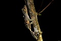 Mossy Leaf-tailed Gecko [01354] 29-nov-2016 (Analamazoatra Reserve, Perinet)