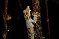 Mossy Leaf-tailed Gecko [01358] 29-nov-2016 (Analamazoatra Reserve, Perinet)