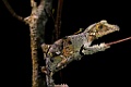 Mossy Leaf-tailed Gecko [01361] 29-nov-2016 (Analamazoatra Reserve, Perinet)