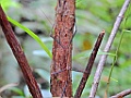 Wandelende tak [01326] 29-nov-2016 (Analamazoatra Reserve, Perinet)