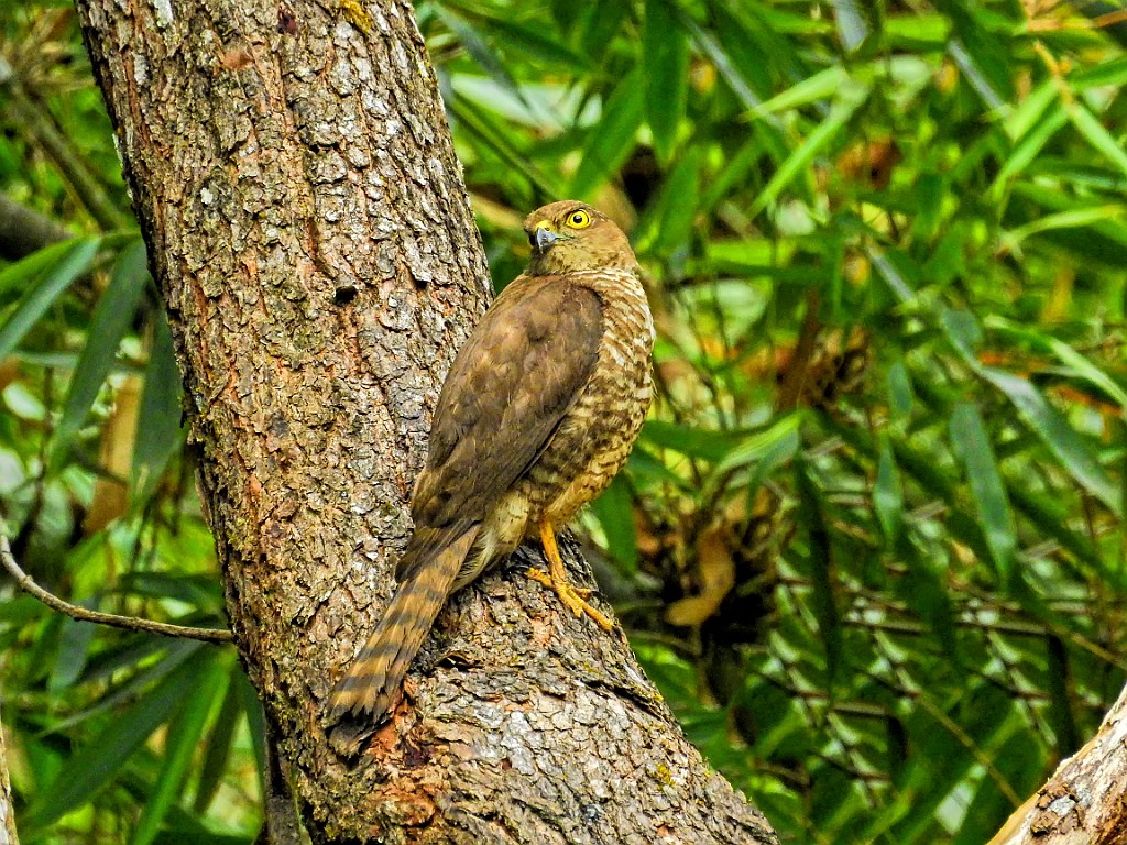 Frances`s Sparrowhawk [01459] 30-nov-2016 (Mantadia National Parc, Perinet).jpg - Madagaskarshikra [Accipiter francesiae]