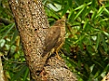 Frances`s Sparrowhawk [01463] 30-nov-2016 (Mantadia National Parc, Perinet)