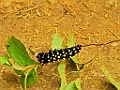 Madagascan Emperor Moth [01468] 30-nov-2016 (Mantadia National Parc, Perinet)-rups