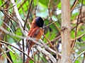 Malagasy Paradise Flycatcher [01425] 30-nov-2016 (Mantadia National Parc, Perinet)