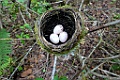 Malagasy Paradise Flycatcher [01427] 30-nov-2016 (Mantadia National Parc, Perinet)-nest