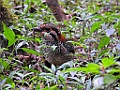 Scaly Ground Roller [01449] 30-nov-2016 (Mantadia National Parc, Perinet)