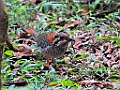 Scaly Ground Roller [01451] 30-nov-2016 (Mantadia National Parc, Perinet)