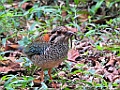 Scaly Ground Roller [01454] 30-nov-2016 (Mantadia National Parc, Perinet)
