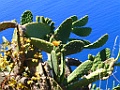 Cactus sp. [0239] 28-jun-2015 (Ponta do Pargo, Madeira)