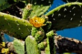 Cactus sp. [0245] 28-jun-2015 (Ponta do Pargo, Madeira)