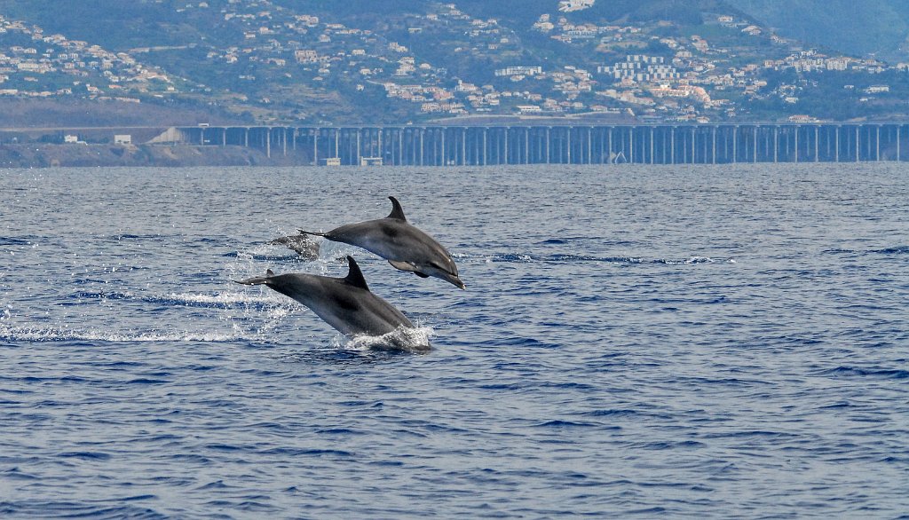 Atlantische Gevlekte Dolfijn [001] 30-jun-2015 (Funchal Madeira).jpg - Atlantische Gevlekte Dolfijn [Stenella frontalis]
