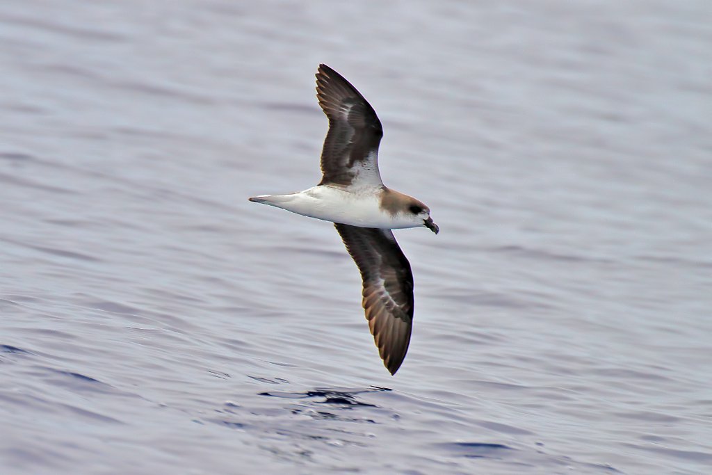 Desertasstormvogel  [024] 30-jun-2015 (Atlantische Oceaan, Madeira).jpg - Desertasstormvogel [Pterodroma deserta]