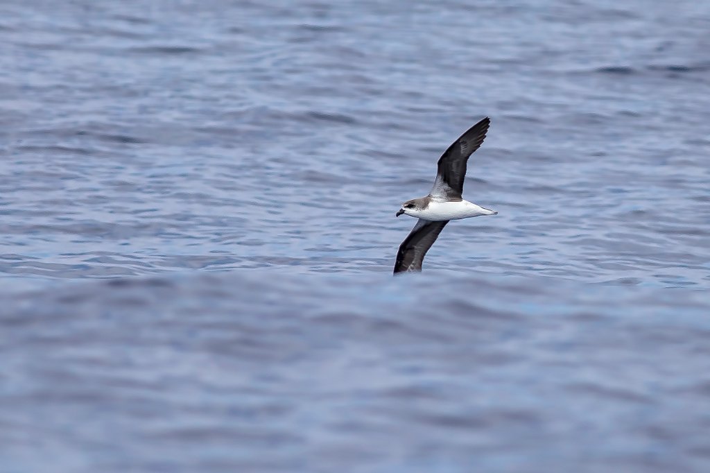 Desertasstormvogel  [058] 30-jun-2015 (Atlantische Oceaan, Madeira).jpg - Desertasstormvogel [Pterodroma deserta]