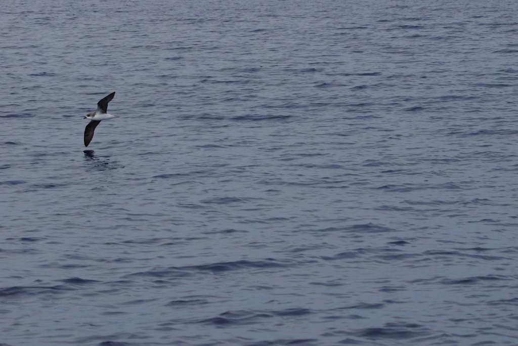 Desertasstormvogel [0446] 30-jun-2015 (Atlantische Oceaan, Madeira).jpg - Desertasstormvogel [Pterodroma deserta]