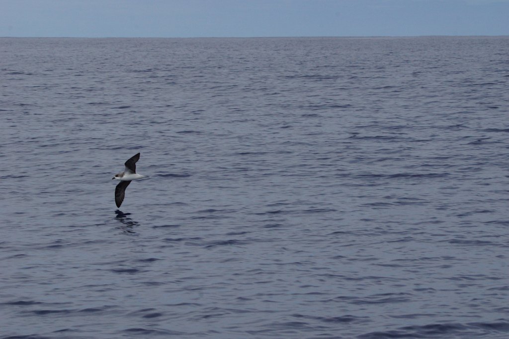 Desertasstormvogel [0447] 30-jun-2015 (Atlantische Oceaan, Madeira).jpg - Desertasstormvogel [Pterodroma deserta]