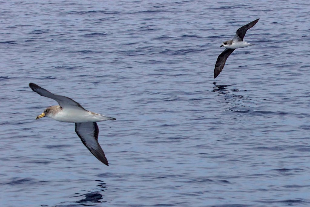 Desertasstormvogel [0450] 30-jun-2015 (Atlantische Oceaan, Madeira).jpg