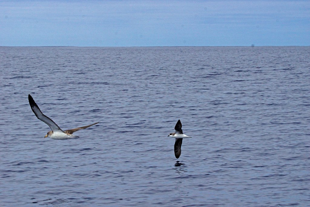 Desertasstormvogel [0451] 30-jun-2015 (Atlantische Oceaan, Madeira).jpg - Desertasstormvogel [Pterodroma deserta]