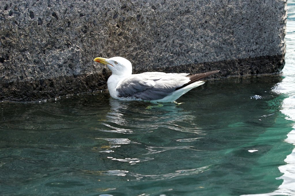Geelpootmeeuw [0468] 30-jun-2015 (Funchal, Madeira).jpg - Geelpootmeeuw [Larus michahellis]