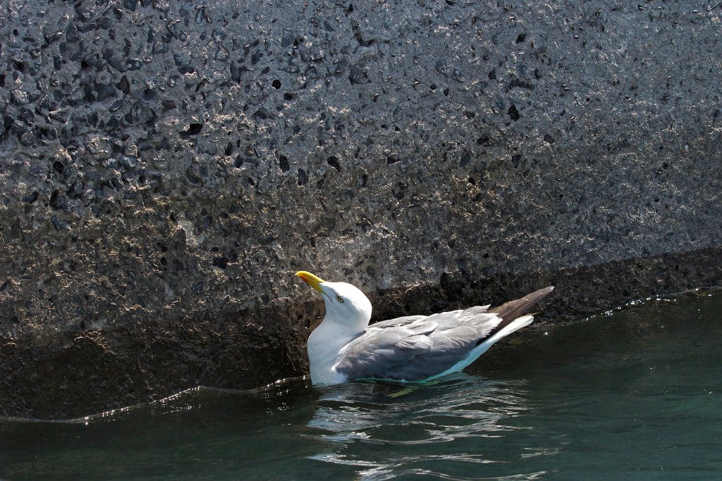 Geelpootmeeuw [0470] 30-jun-2015 (Funchal, Madeira).jpg - Geelpootmeeuw [Larus michahellis]