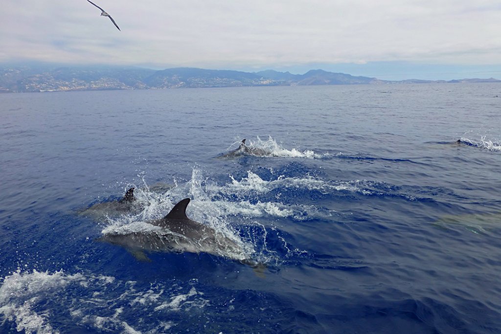Gewone Dolfijn [0441] 30-jun-2015 (Atlantische Oceaan, Madeira).jpg - Gewone Dolfijn [Delphinus delphis]