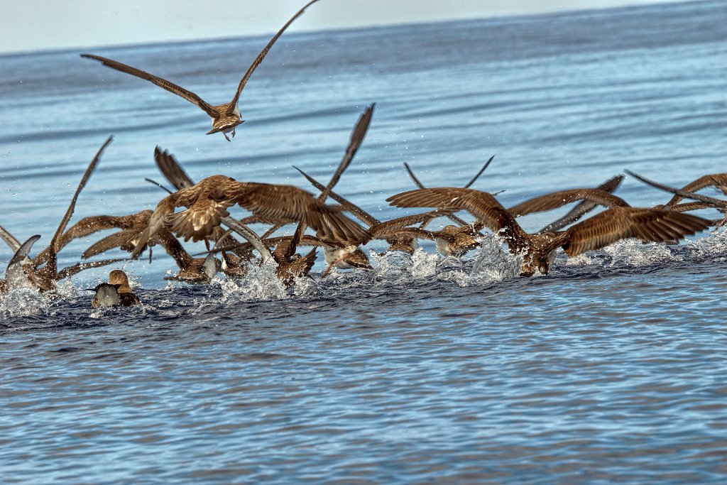 Kuhls Pijlstormvogel [0395] 30-jun-2015 (Atlantische Oceaan, Madeira).jpg - Kuhls Pijlstormvogel [Calonectris borealis]