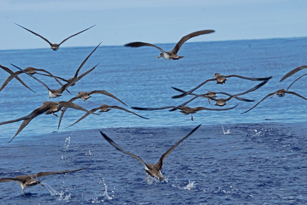 Kuhls Pijlstormvogel [0396] 30-jun-2015 (Atlantische Oceaan, Madeira).jpg - Kuhls Pijlstormvogel [Calonectris borealis]