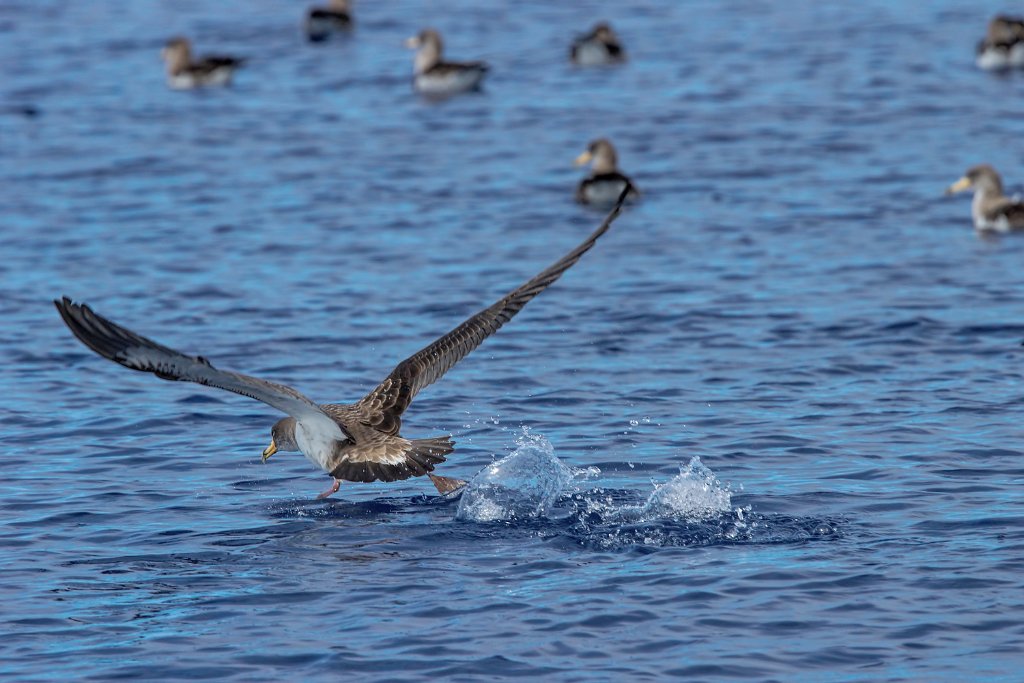 Kuhls Pijlstormvogel [0410] 30-jun-2015 (Atlantische Oceaan, Madeira).jpg - Kuhls Pijlstormvogel [Calonectris borealis]