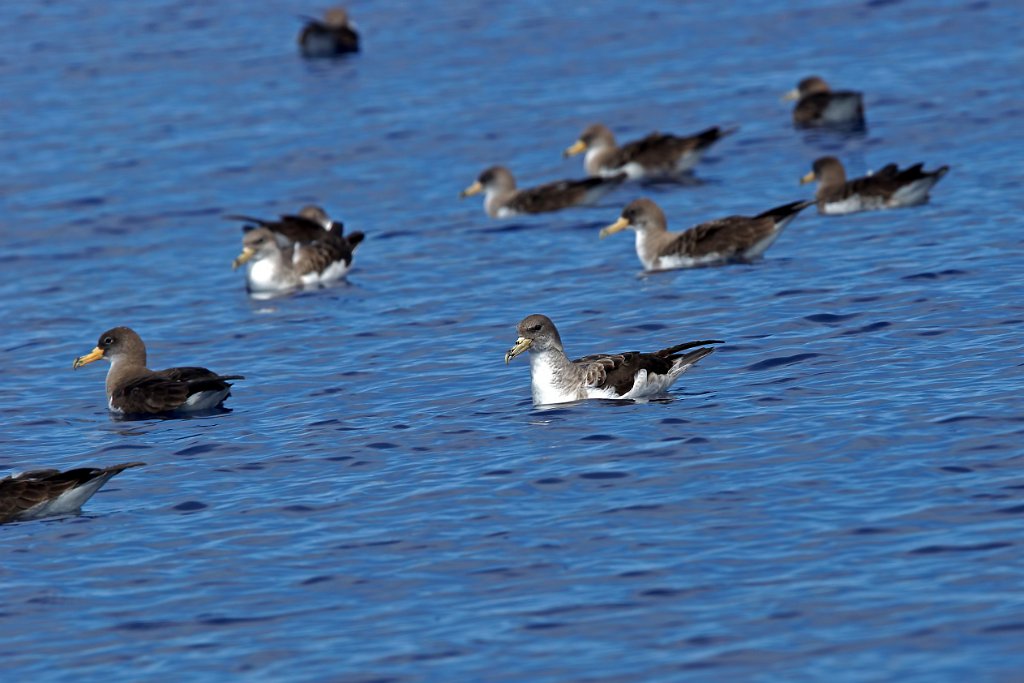 Kuhls Pijlstormvogel [0411] 30-jun-2015 (Atlantische Oceaan, Madeira).jpg - Kuhls Pijlstormvogel [Calonectris borealis]