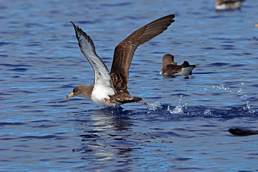 Kuhls Pijlstormvogel [0412] 30-jun-2015 (Atlantische Oceaan, Madeira).jpg - Kuhls Pijlstormvogel [Calonectris borealis]