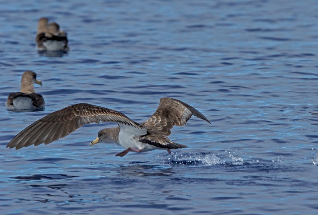 Kuhls Pijlstormvogel [0413] 30-jun-2015 (Atlantische Oceaan, Madeira).jpg - Kuhls Pijlstormvogel [Calonectris borealis]
