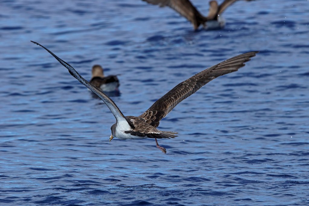 Kuhls Pijlstormvogel [0415] 30-jun-2015 (Atlantische Oceaan, Madeira).jpg - Kuhls Pijlstormvogel [Calonectris borealis]