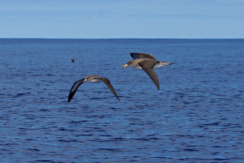 Kuhls Pijlstormvogel [0417] 30-jun-2015 (Atlantische Oceaan, Madeira).jpg