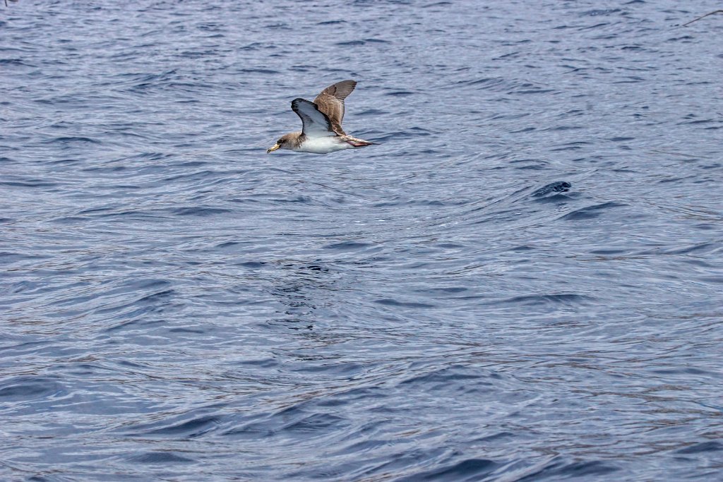 Kuhls Pijlstormvogel [0460] 30-jun-2015 (Atlantische Oceaan, Madeira).jpg - Kuhls Pijlstormvogel [Calonectris borealis]