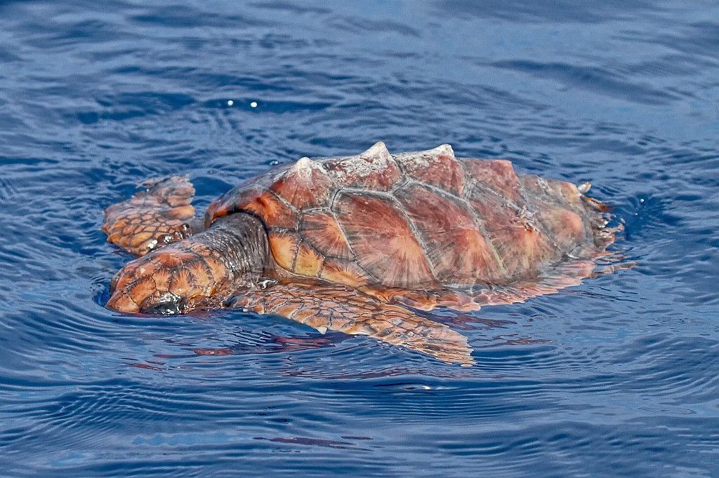 Onechte Karetschildpad [022] 30-jun-2015 (Atlantische Oceaan, Madeira)-JS.jpg - Onechte karetschildpad [Caretta caretta]