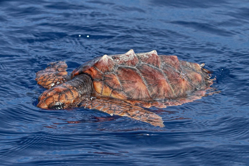 Onechte Karetschildpad [022] 30-jun-2015 (Atlantische Oceaan, Madeira).jpg - Onechte karetschildpad [Caretta caretta]