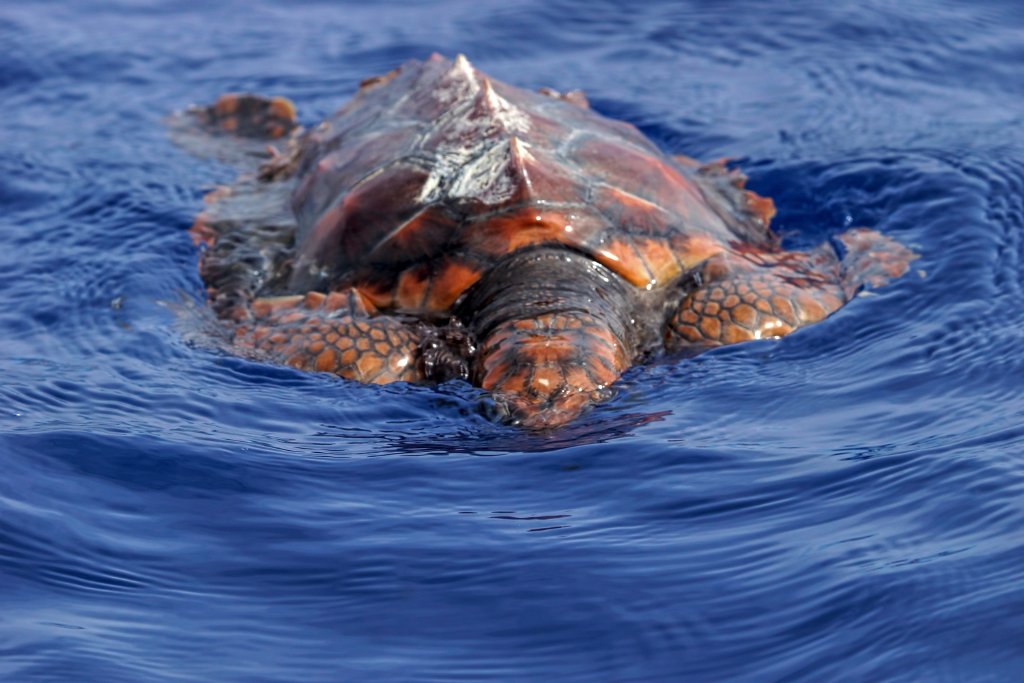 Onechte Karetschildpad [0428] 30-jun-2015 (Atlantische Oceaan, Madeira).jpg - Onechte karetschildpad [Caretta caretta]