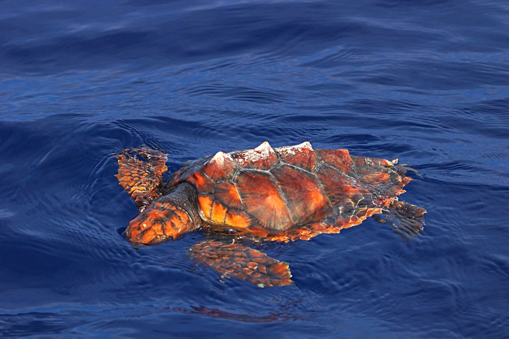 Onechte Karetschildpad [0430] 30-jun-2015 (Atlantische Oceaan, Madeira).jpg - Onechte karetschildpad [Caretta caretta]
